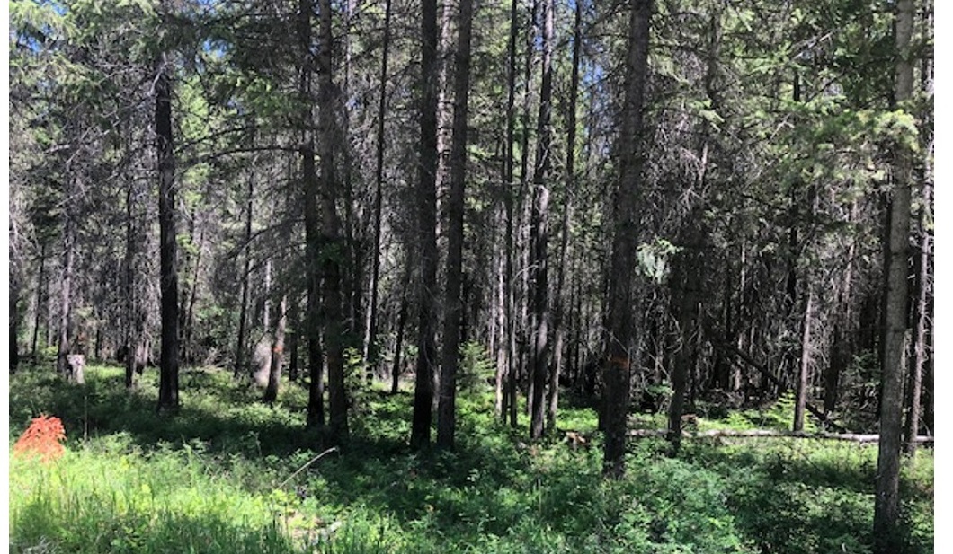 AFRC joins Kootenai Forest Stakeholders Coalition