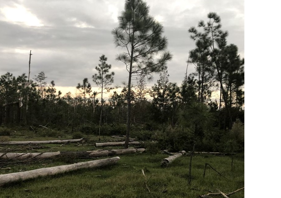 Ingka Investments to plant new forest in Florida area damaged by Hurricane Michael