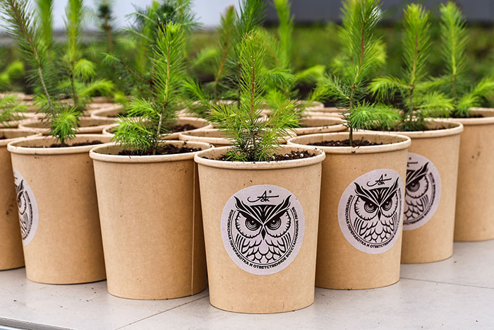 В 2025 г. Архангельский ЦБК восстановил более 5 тыс. га леса