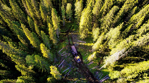 Segezha Group интенсифицирует лесопользование в Карелии