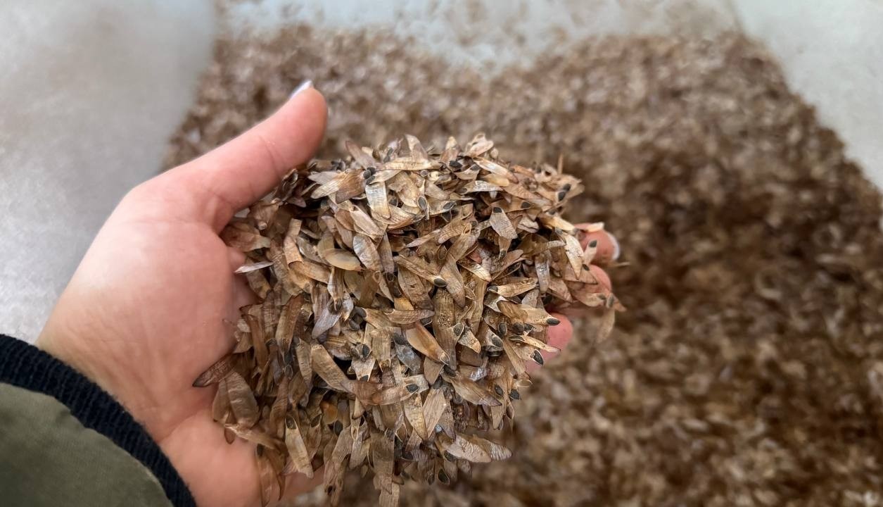 Карелия в шесть раз увеличила заготовку семян сосны и ели