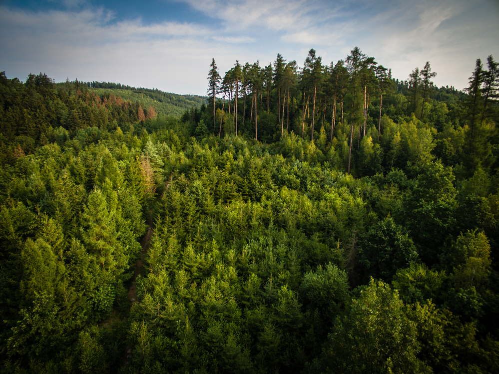 Collins Timber Company приобрела более 20 тыс. га леса на западе США