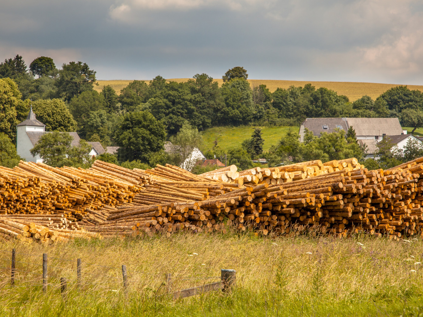 В ближайшие годы в Европе возникнет дефицит древесного сырья