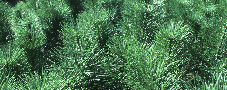 Sweden decreased of seedlings deliveries in 2022