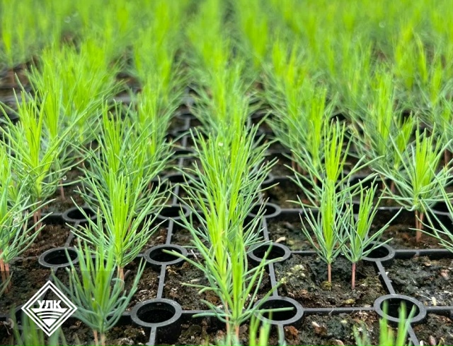 В 2026 г. Устьянский селекционно-семеноводческий центр вырастит 11,5 млн сеянцев