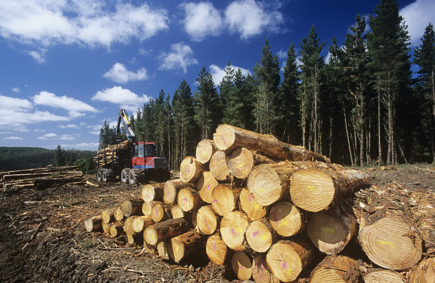 Минприроды России намерено перенести на федеральный уровень полномочия по предоставлению лесных участков в аренду