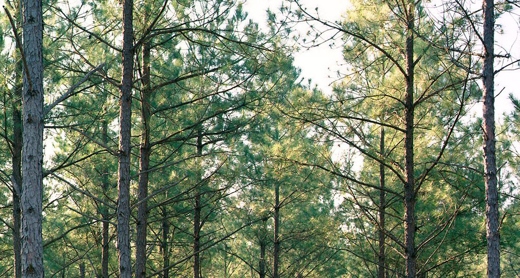 Weyerhaeuser completes acquisition of Southwest Alabama timberlands