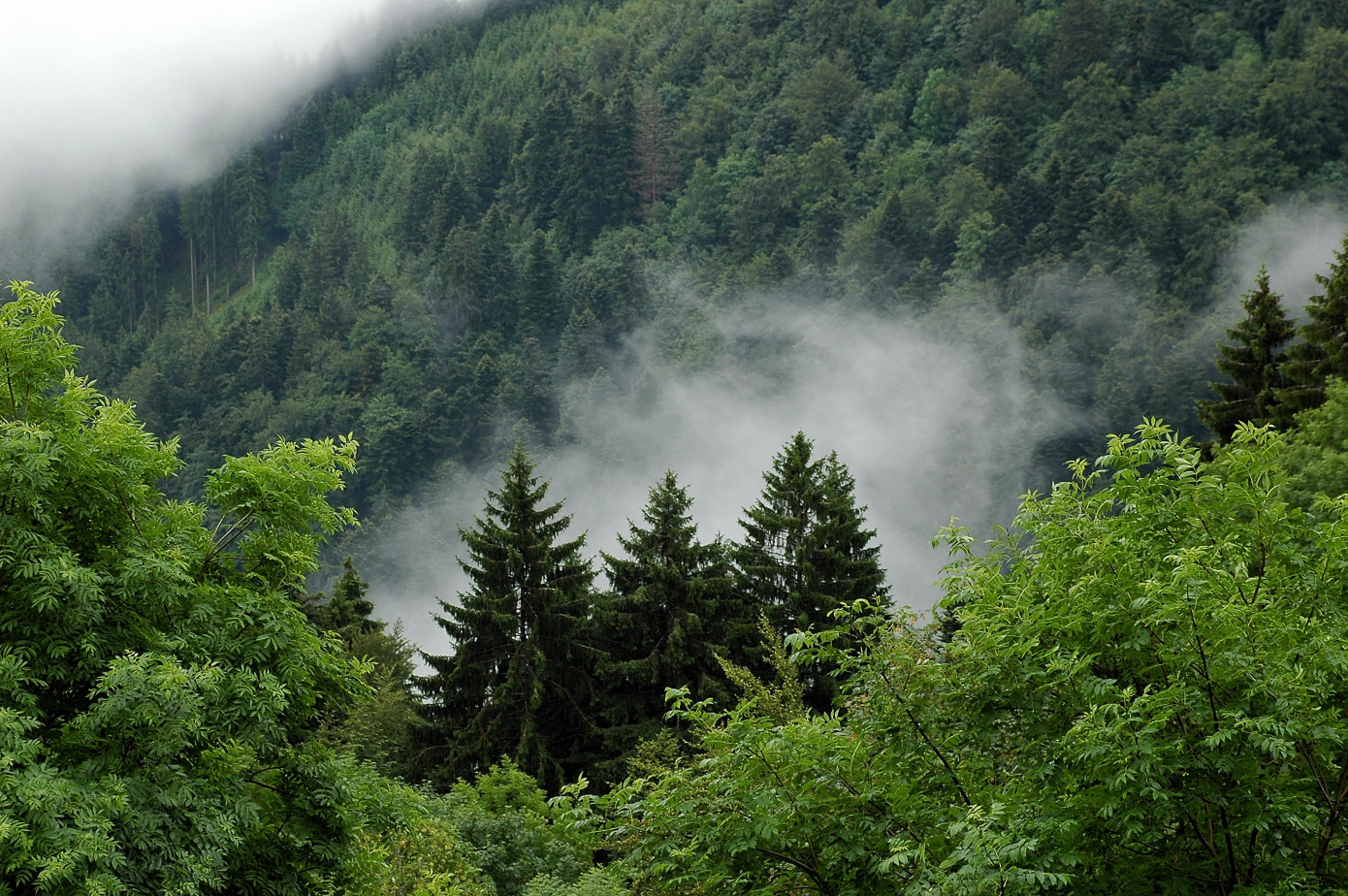 Baltic forestland prices increase sevenfold since 2000