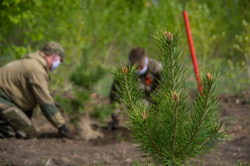 Площадь лесовосстановления в России достигла рекордных 1,4 млн га