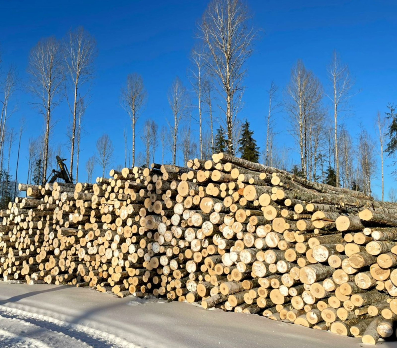 В 2023 г. «Вологодские лесопромышленники» заготовили 1,3 млн м3 круглого леса