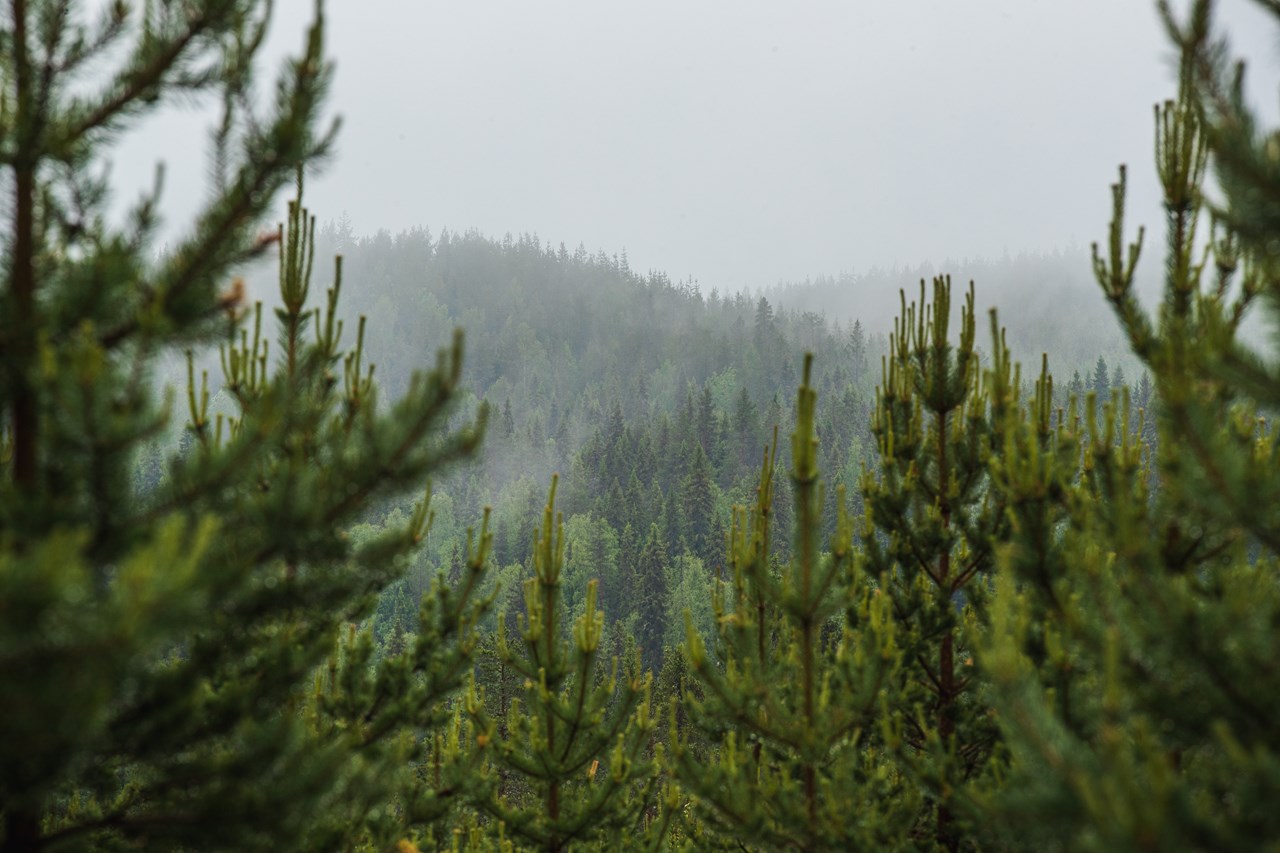 В марте 2025 г. площадь рубок главного пользования в Швеции выросла на 14%