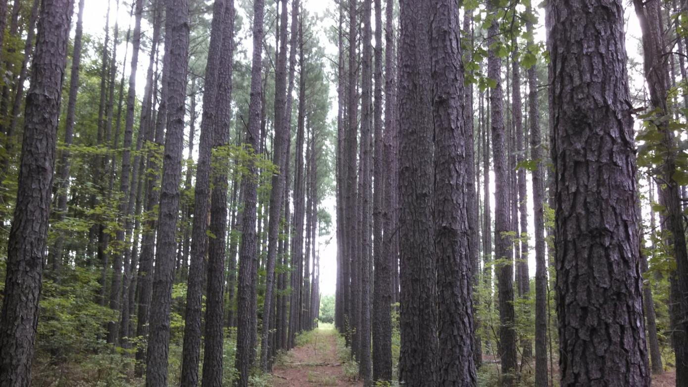 American Forest Management приобретет американскую South Rivers Forestry Consultants