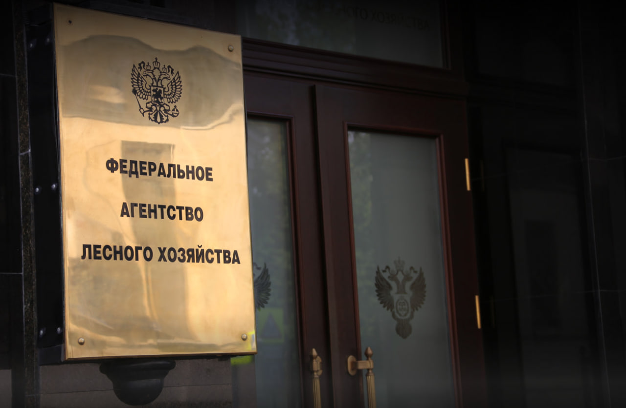 В России обновляются правила подачи отчета об использовании лесов