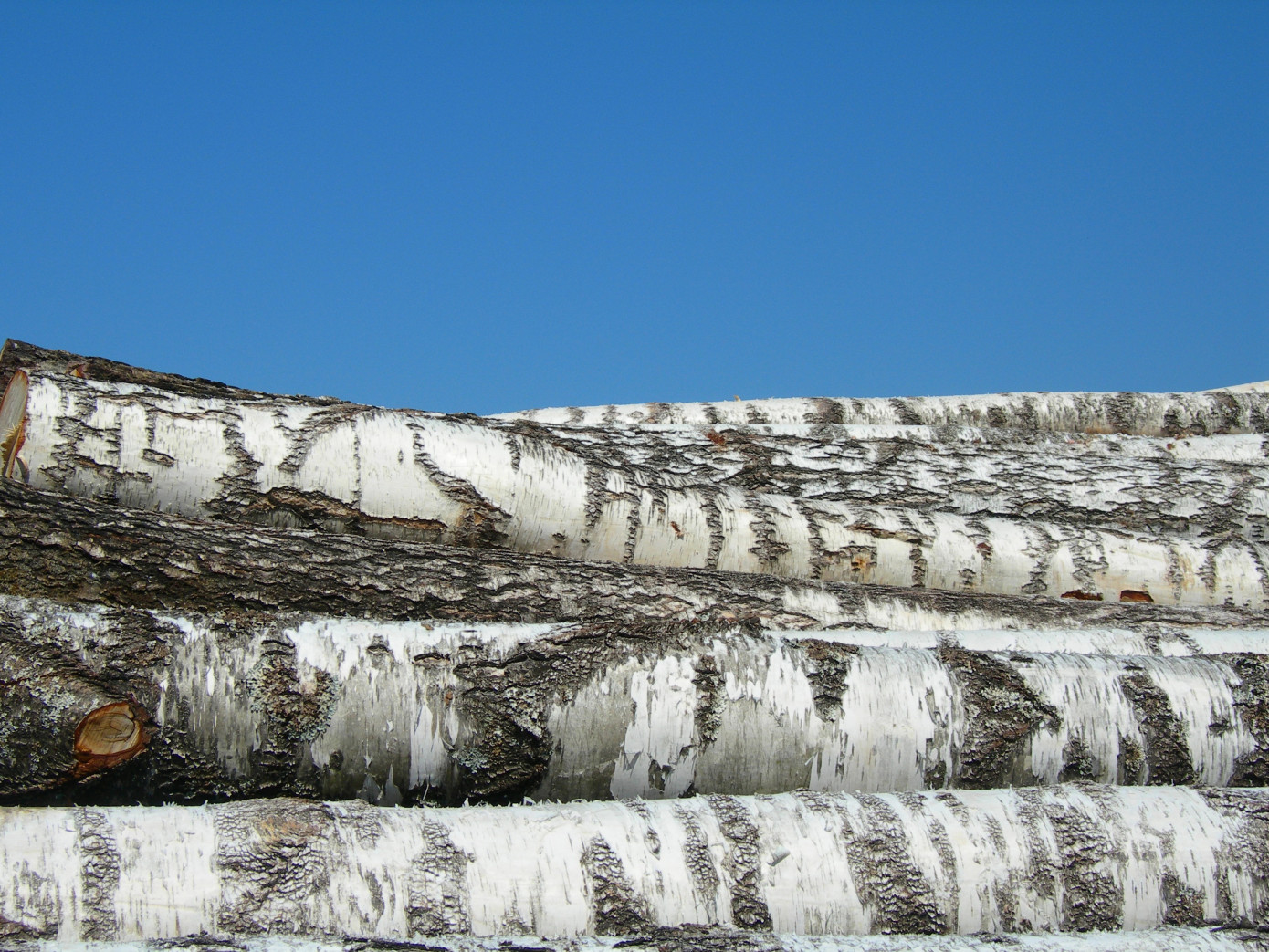 В декабре цена на импортный круглый лес в Европейском союзе оказалась ниже на 3%