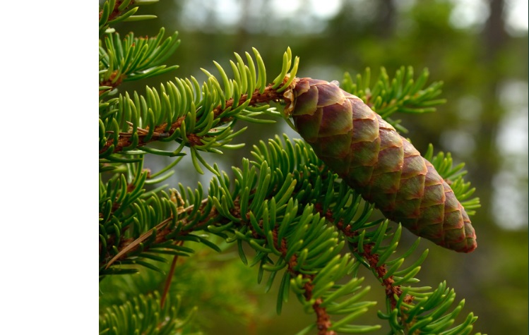 Tornator"s Finnish forests fair value will exceed Euro 2 billion