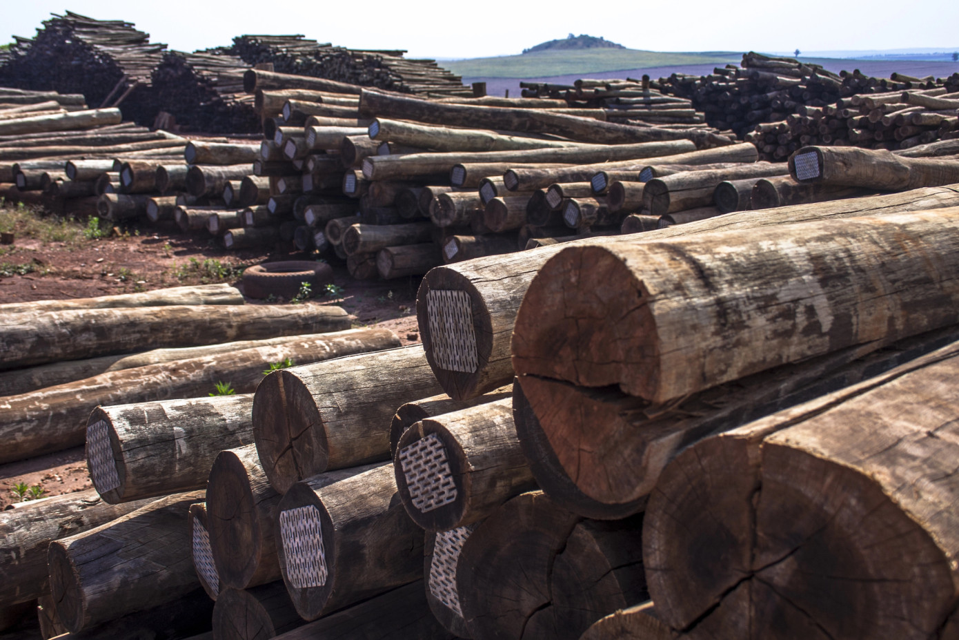 Brazil’s log exports double in November