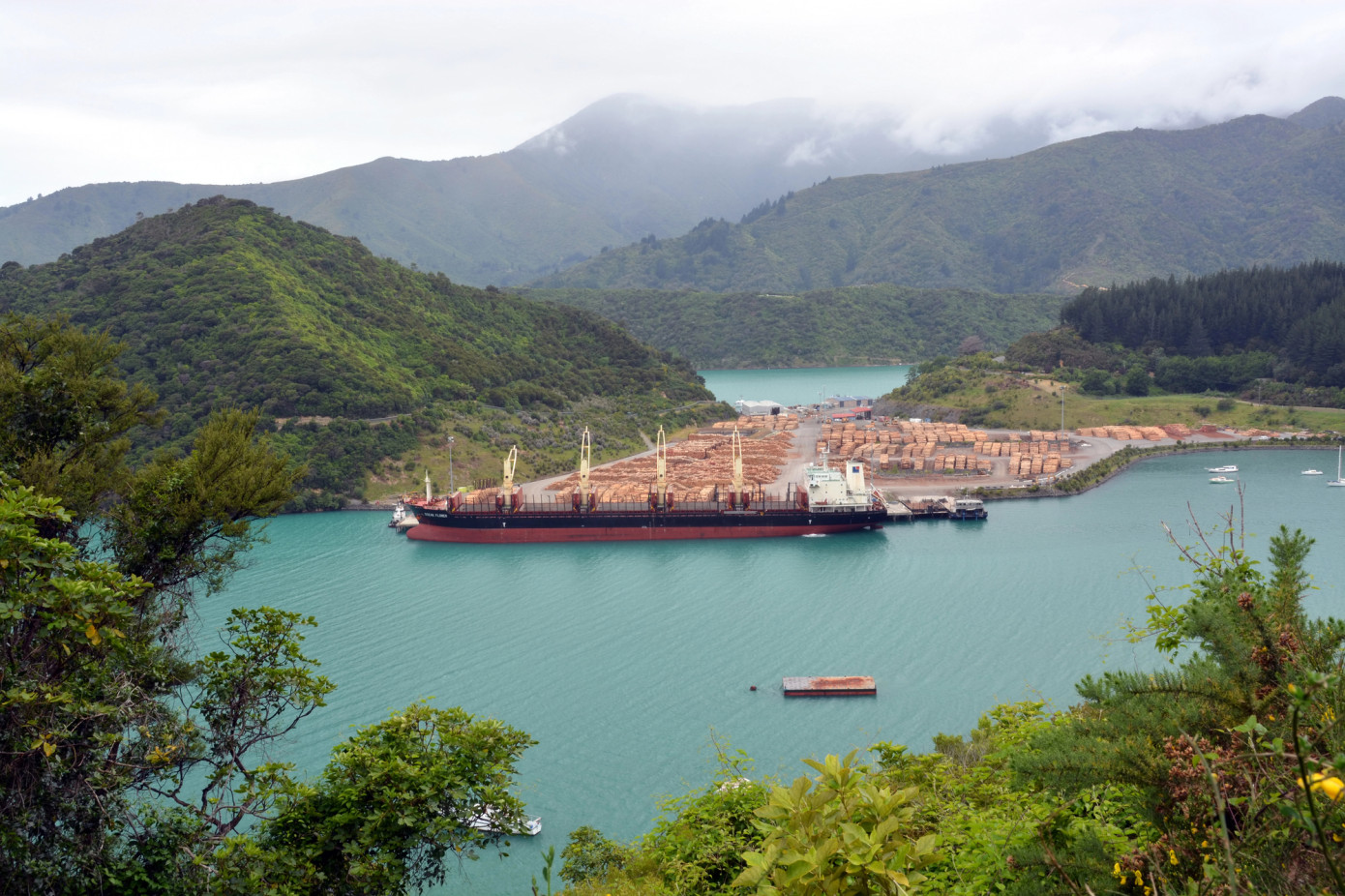 New Zealand log exports surge 35% in early 2024, driven by supplies to China