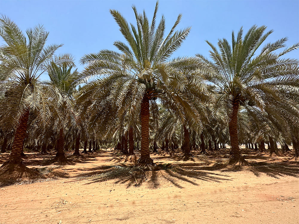 Dieffenbacher and Weser to supply world’s first plant for MDF production from date palm fronds in Egypt