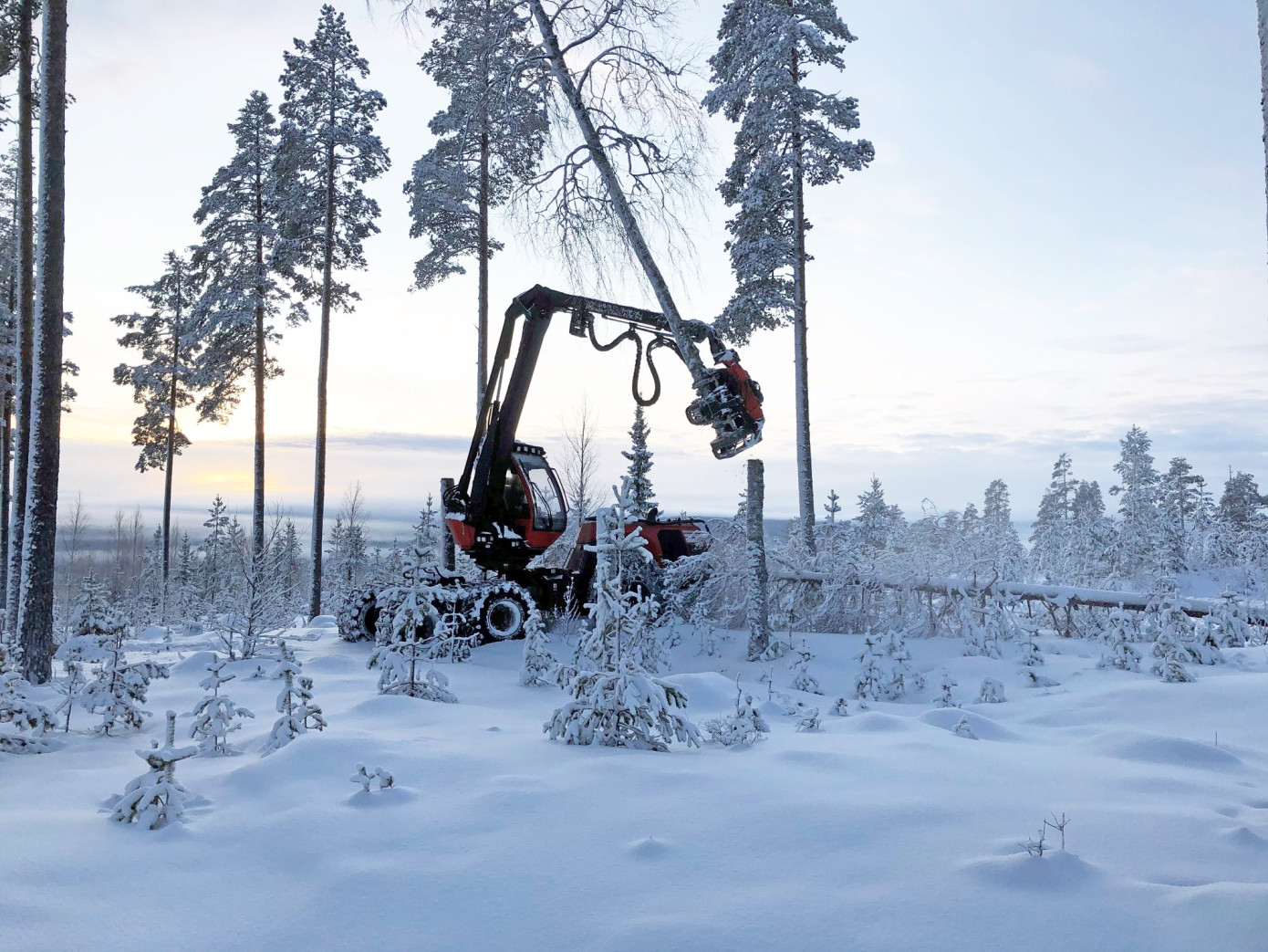 Sweden"s notified area for felling decreased by 21% in January