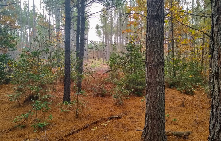 Anew and OHA-led investor consortium acquire 1.7 million acre timberland portfolio