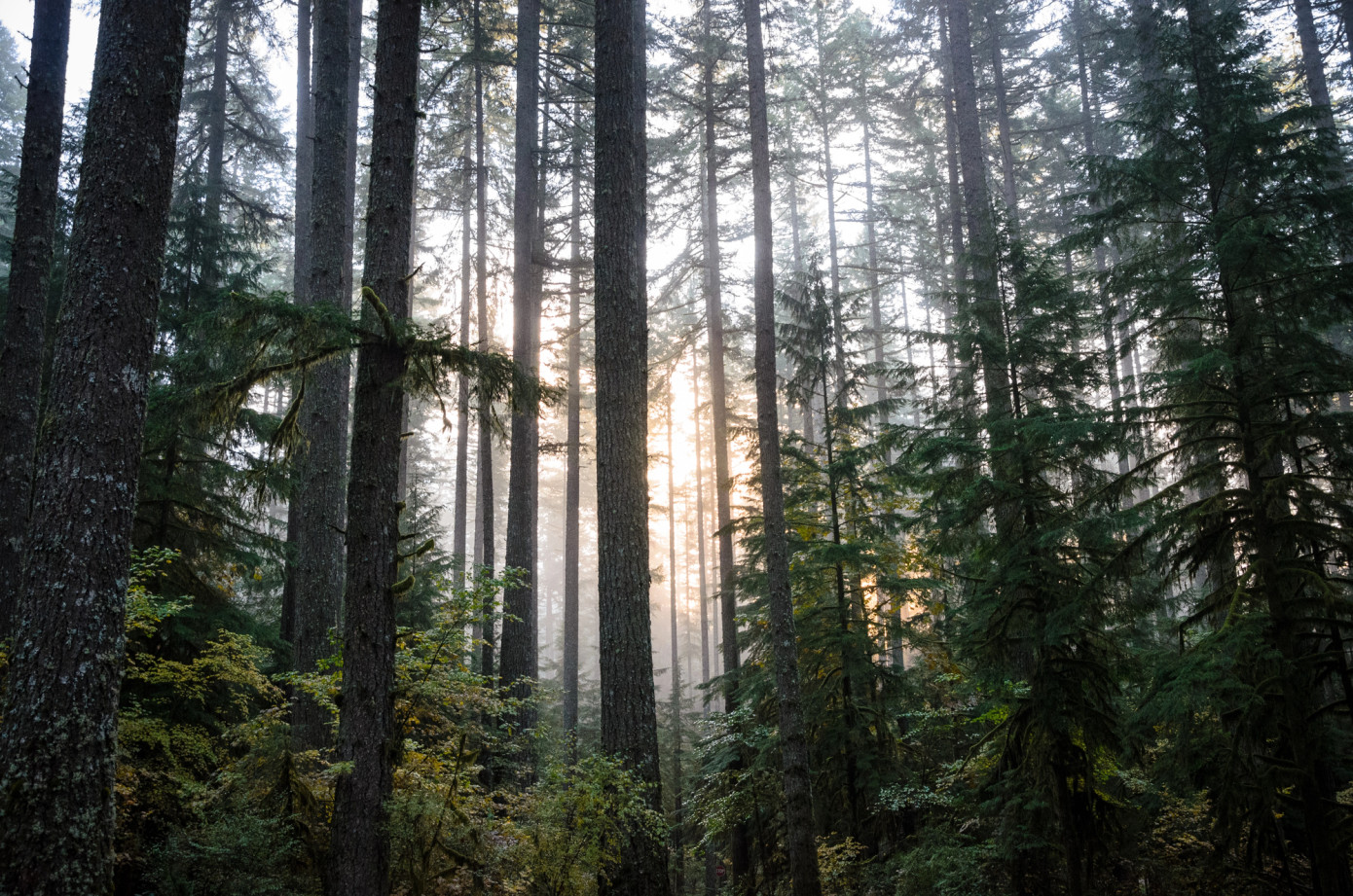 Swedish forest property prices rise 2.8% in 2025