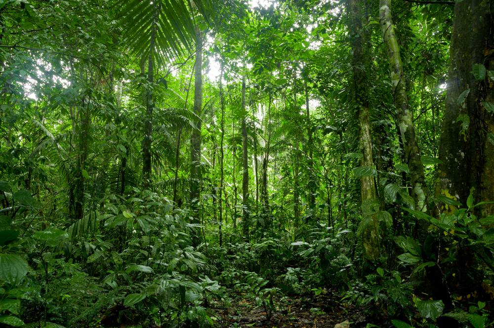 Brazilian startup to remove 1.7 million tons of CO2 through Amazon forest restoration