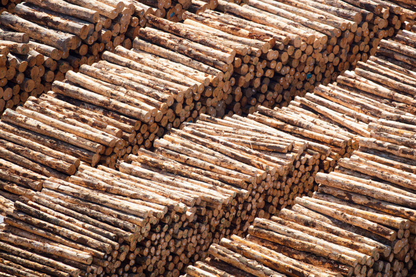 New Zealand log exports up 4% in 2023