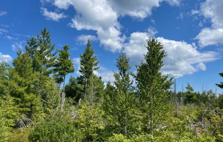 Bluesource Sustainable Forests acquires 29,019 acres of forestland in Michigan from Lyme Timber affiliates