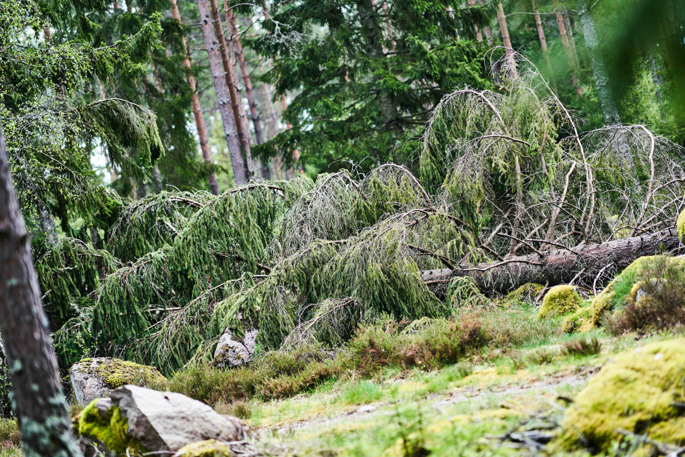 Södra reports 1 million m3 of forest damaged by Storm Dave
