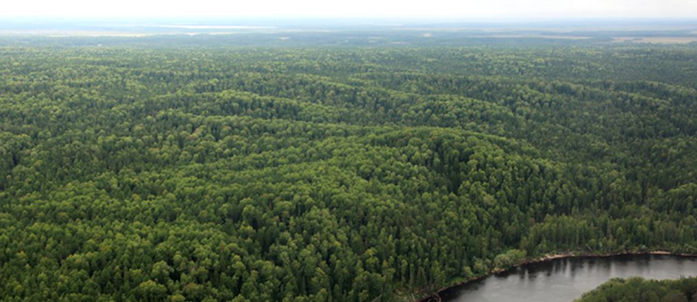 Рослесхоз: регионы РФ будут проходить государственную инвентаризацию лесов раз в десять лет