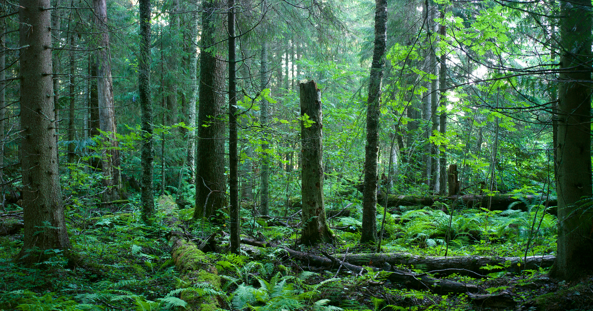 Metsä Group establishes conservation foundation