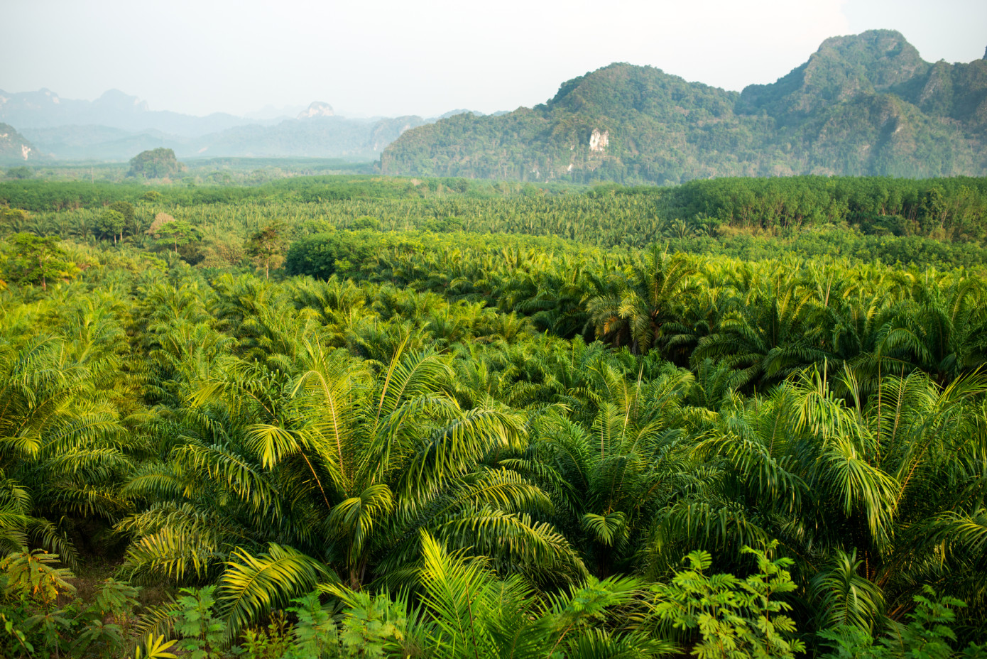 Deforestation in tropical forests slows in 2023 but remains high