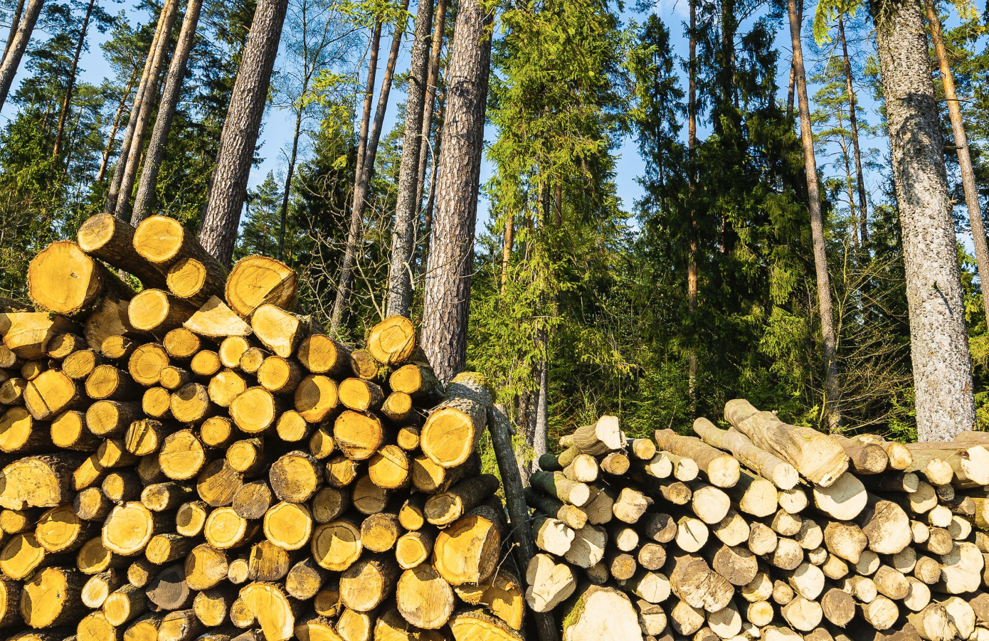 Felling applications in Sweden drop 8% in September as montane forest permits fall 81%