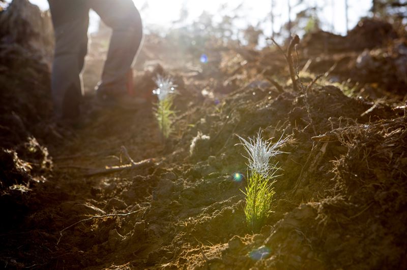Sodra"s pine seedling sales increased in four years