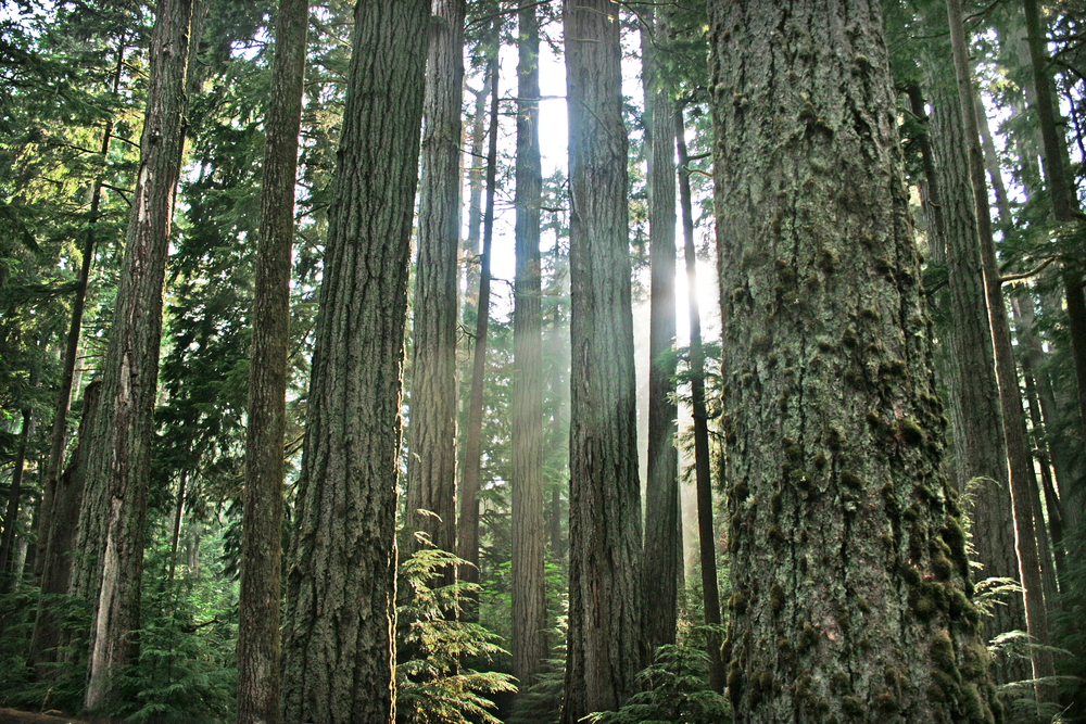 Biden administration suggests restrictions on cutting old-growth trees