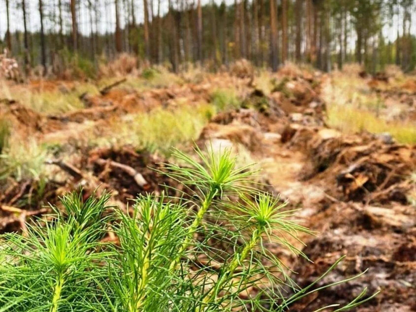 В Поморье начался сезон весенних лесовосстановительных работ