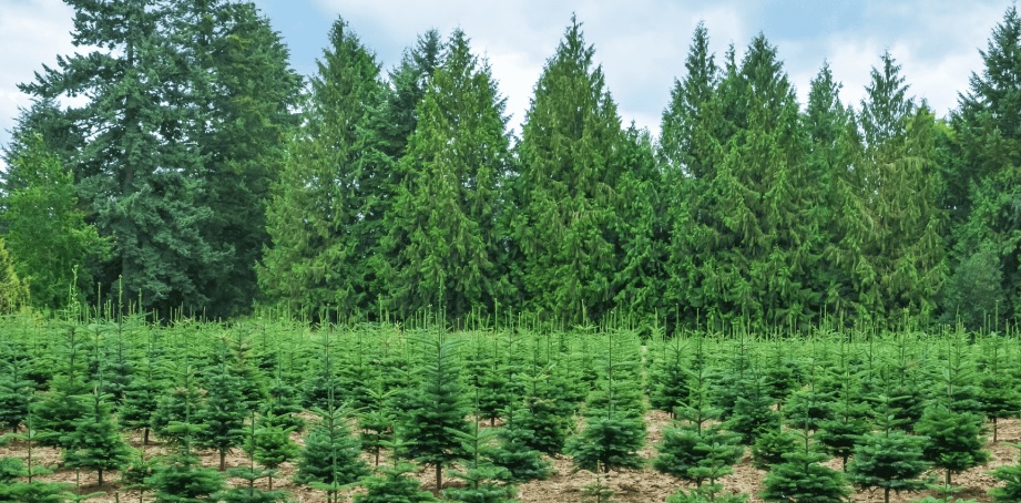 Gresham House to acquire majority stake in US-based Molpus Woodlands Group