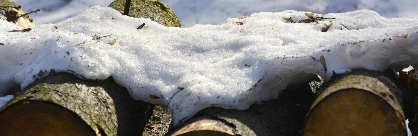 Лесопромышленники ожидают роста цен на древесину из-за аномально теплой зимы