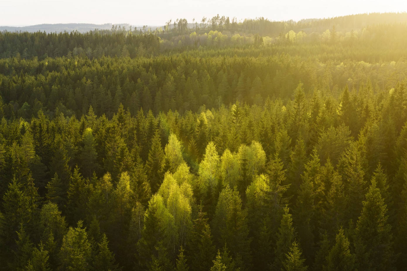 Södra invests in research projects