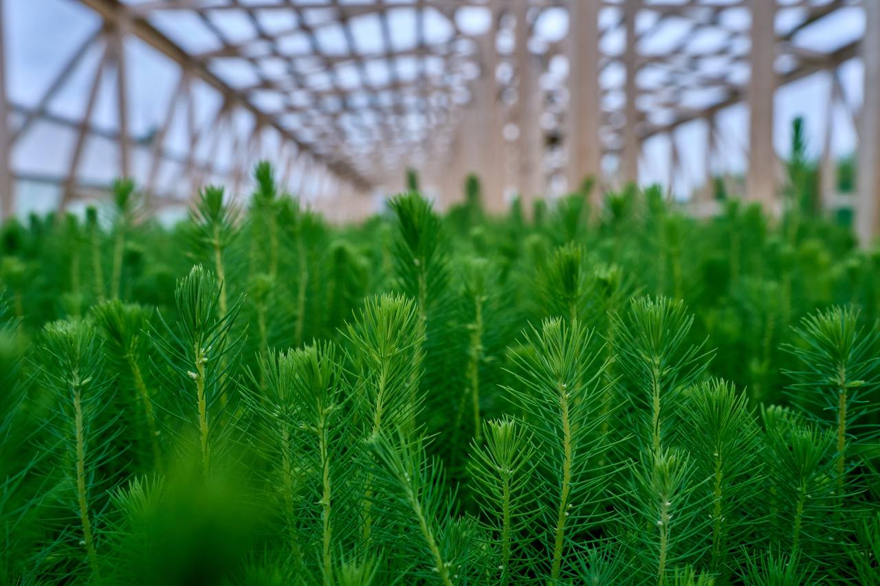 Segezha Group увеличивает долю собственного посадочного материала