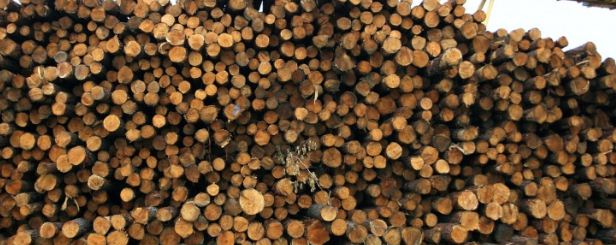 ООО «Новый Север ЛПК» инвестирует 366 млн руб. в строительство лесопромышленного предприятия в Пермском крае