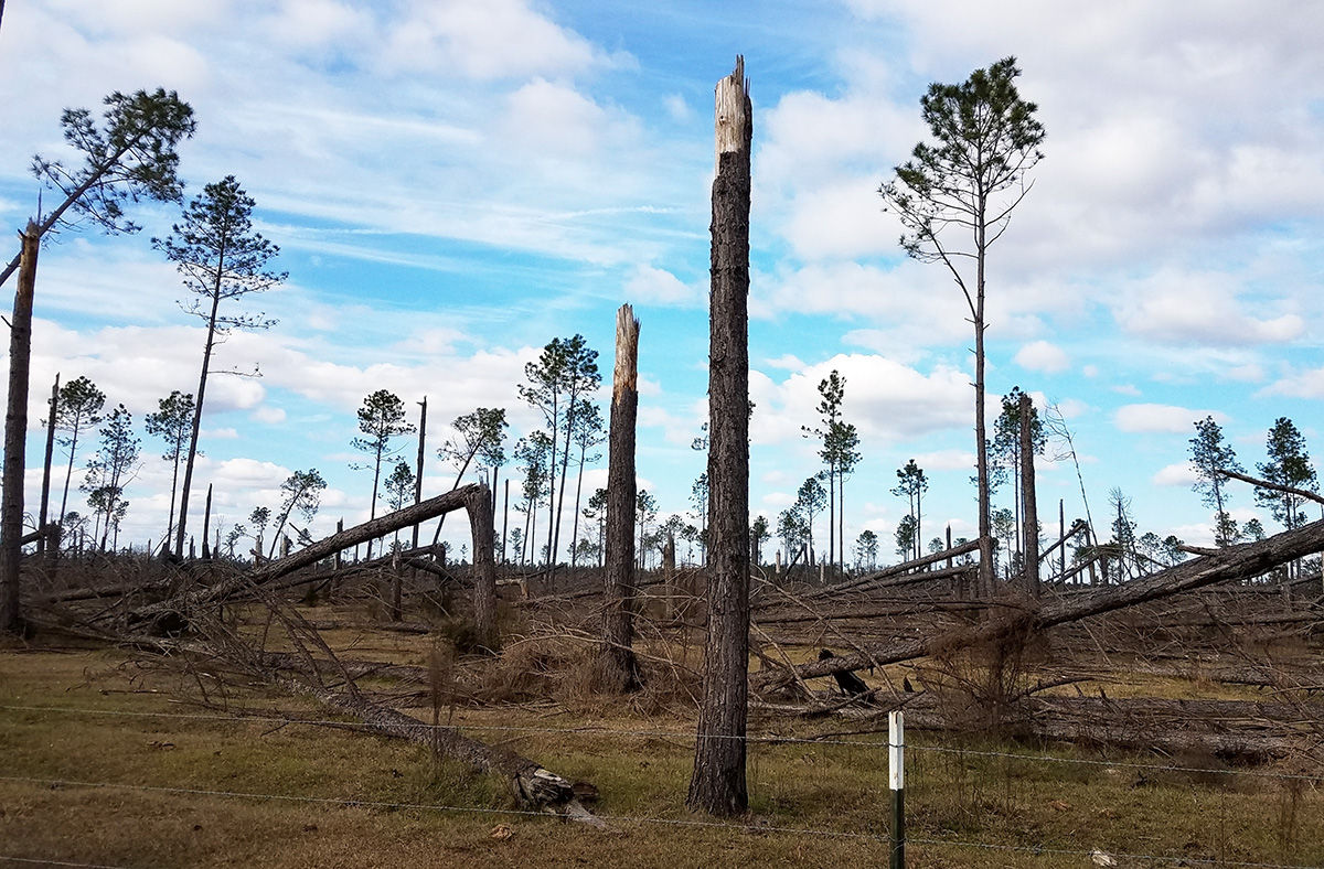 Hurricanes drive down timber prices across Southeastern U.S.