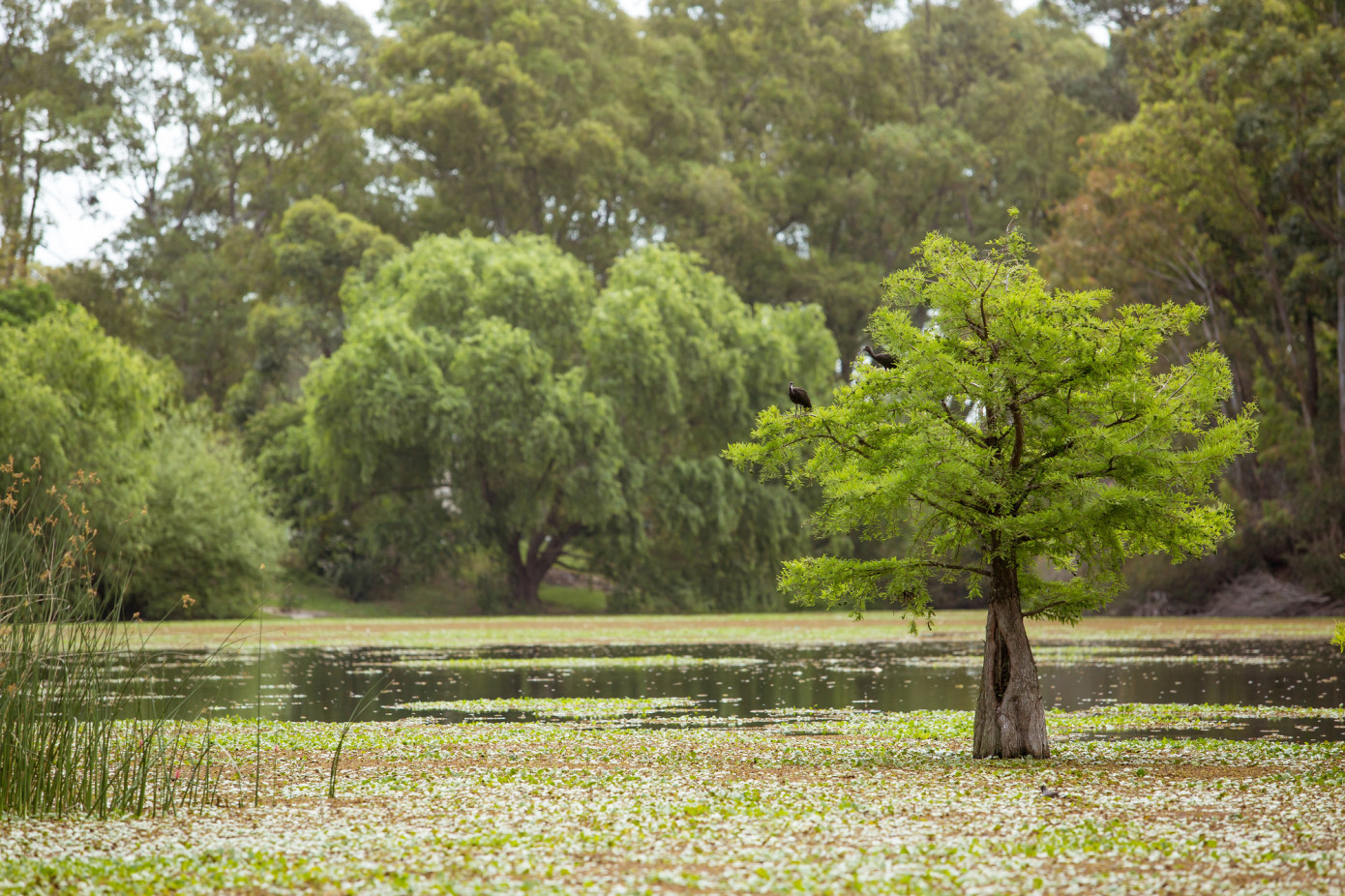 Mastercard, BlackRock and Philip Morris claim offsets from suspended Amazon project in Brazil