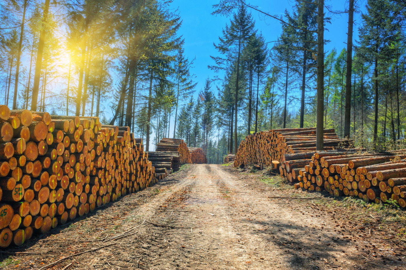 Joe Sanderson: Lumber prices are not going to go back to where they were a year ago