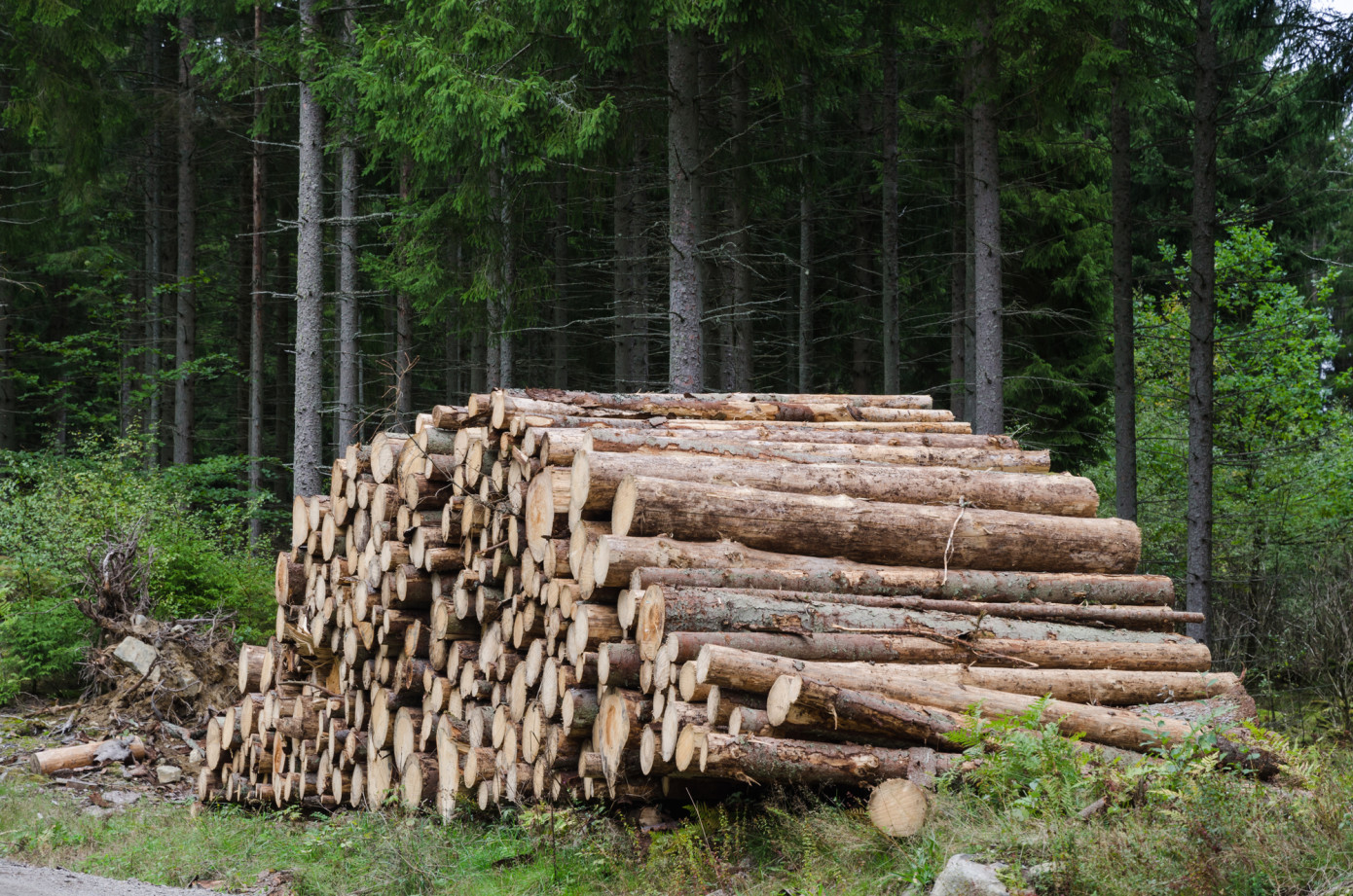 Sweden"s timber stocks down 4% in Q4 2023