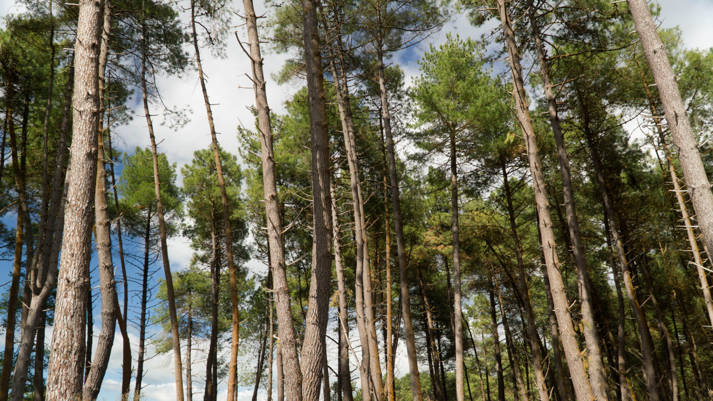 Selling lumber could become less profitable than growing trees in New Zealand