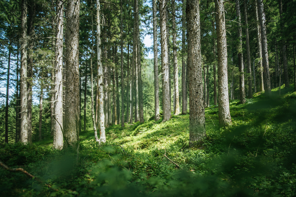 Greif to sell 69,200 acres of timberlands to Weyerhaeuser