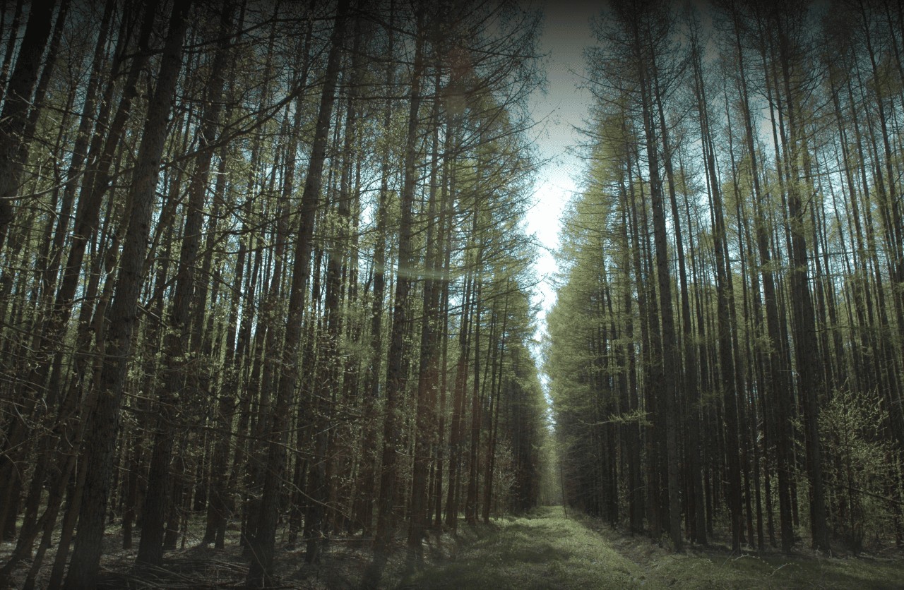 В лесах России начинается борьба с инвазивными растениями