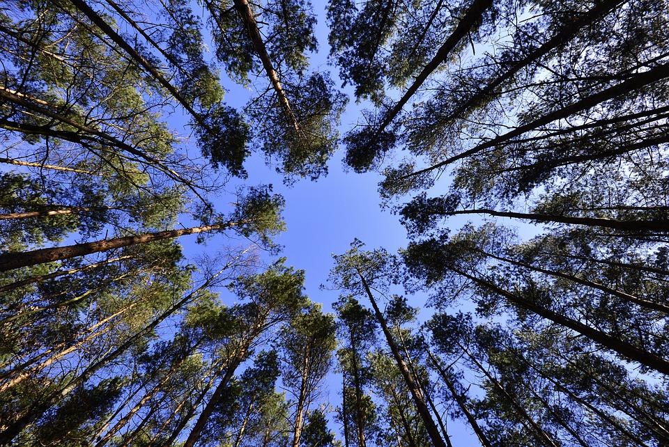 INVL fonds Latvijā iegūst 1270 hektārus meža un zemes