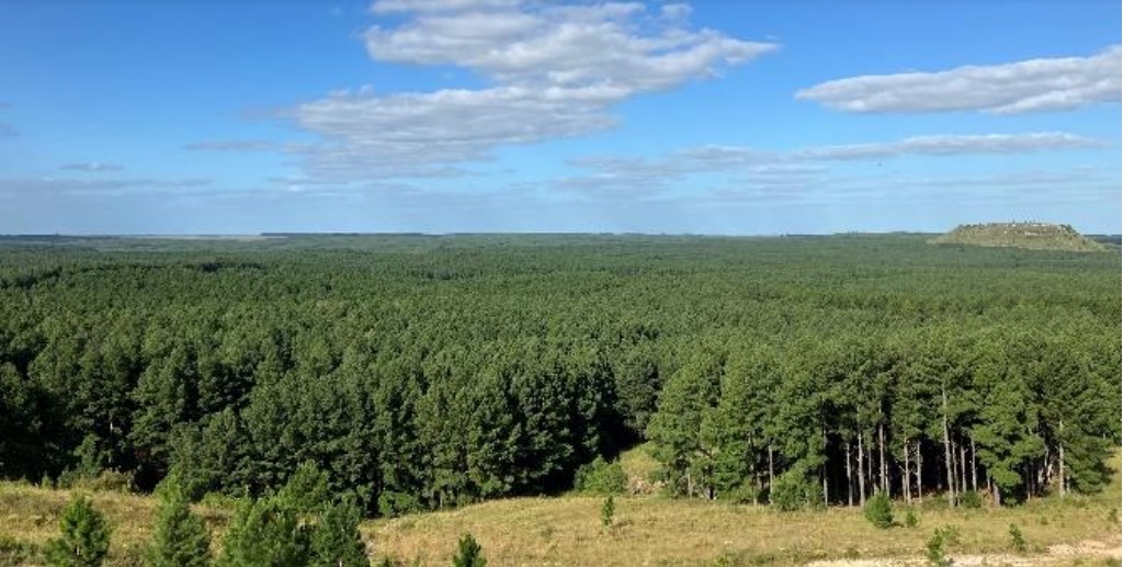 Oji Holdings acquires forest plantation in Uruguay for $288 million